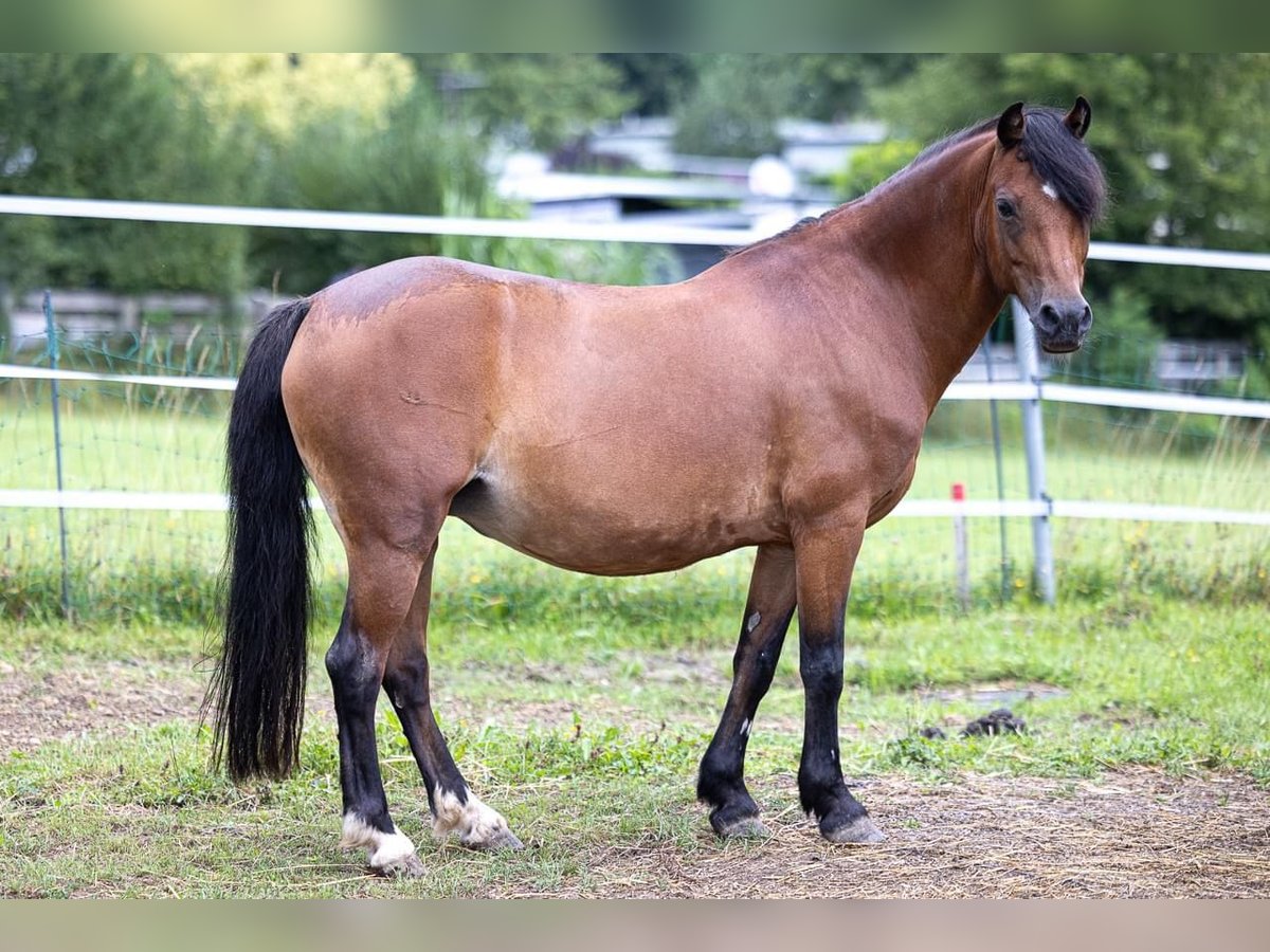 Welsh-B Giumenta 10 Anni 127 cm Baio in Nussdorf am Attetsee