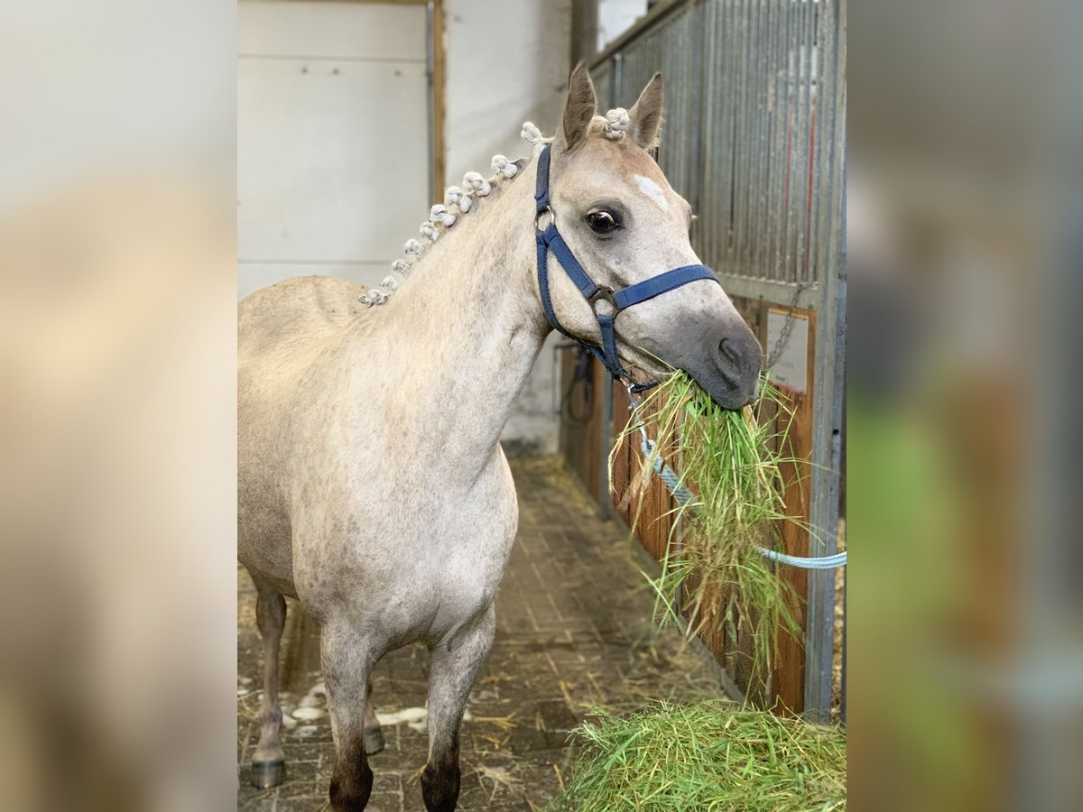 Welsh-B Giumenta 10 Anni 130 cm Palomino in Dörpen