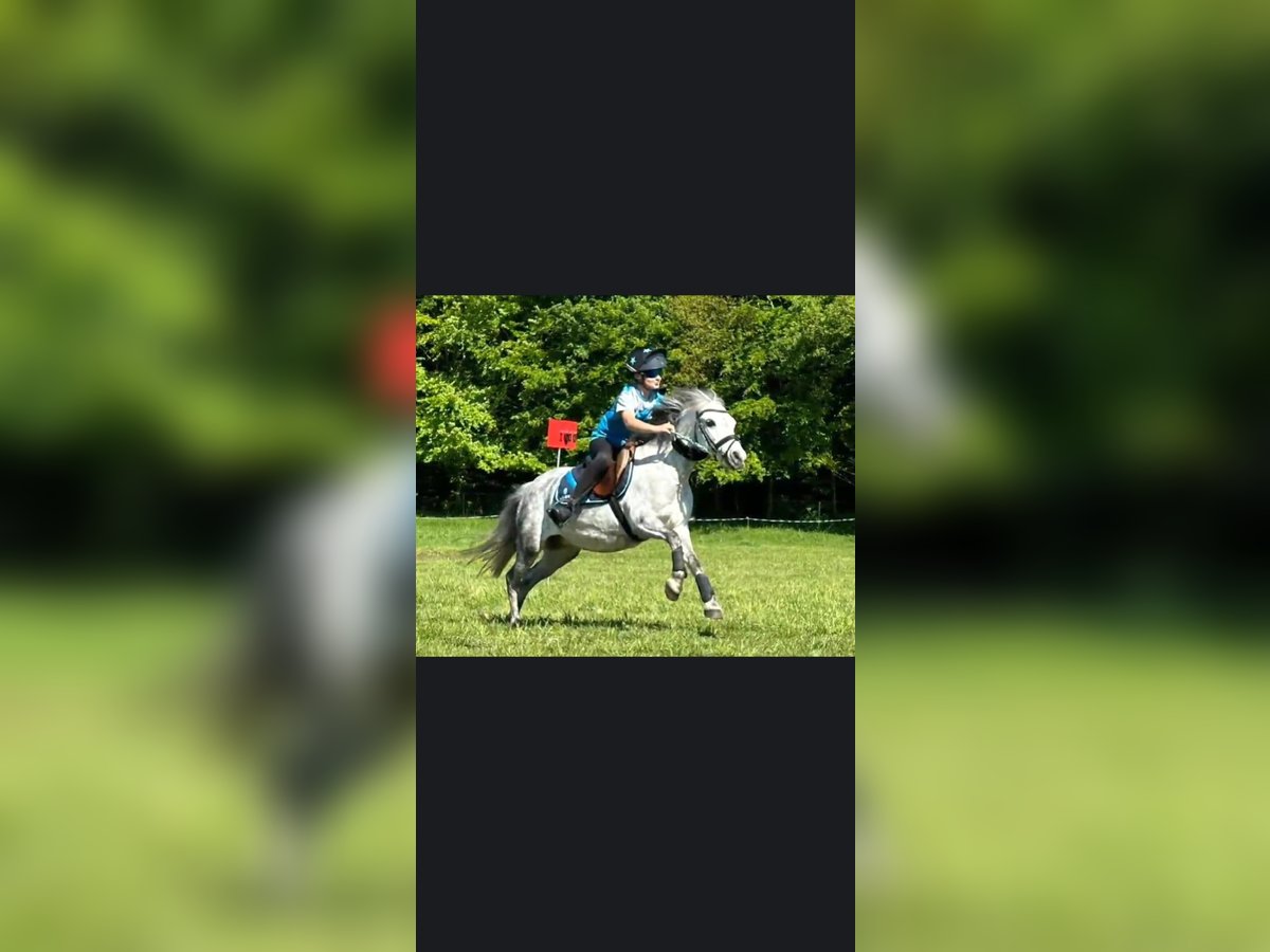 Welsh-B Giumenta 11 Anni 121 cm Grigio pezzato in Ganderkesee