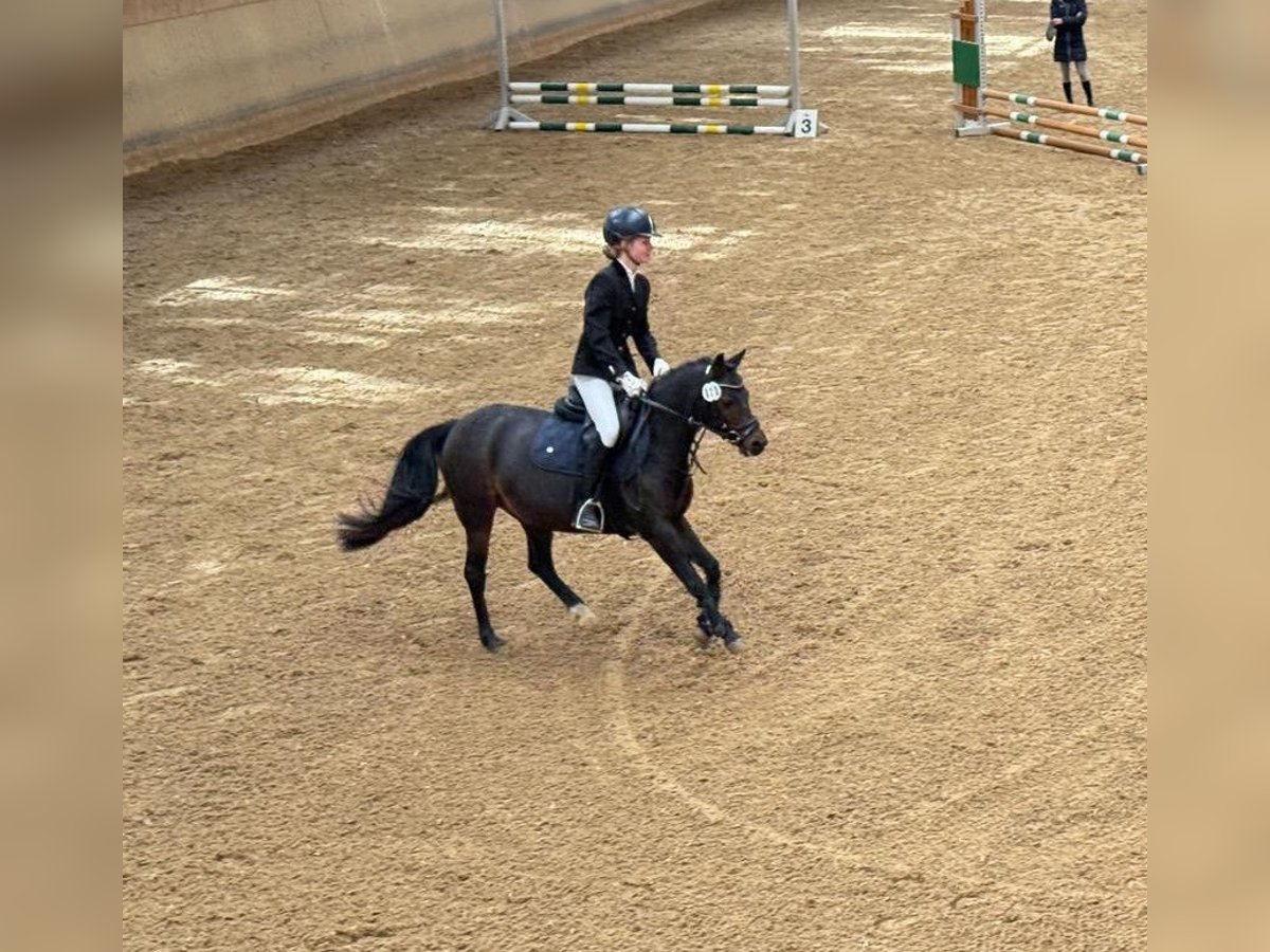 Welsh-B Giumenta 11 Anni 133 cm Baio in Gr&#xE4;felfing
