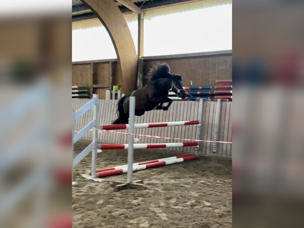 Welsh-B Giumenta 13 Anni 125 cm Baio scuro in Schenklengsfeld