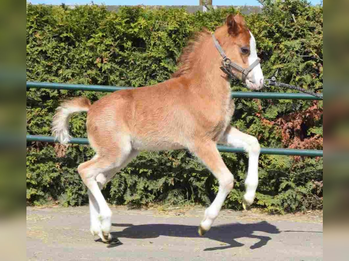 Welsh-B Giumenta 14 Anni 122 cm Sauro in Herznerg
