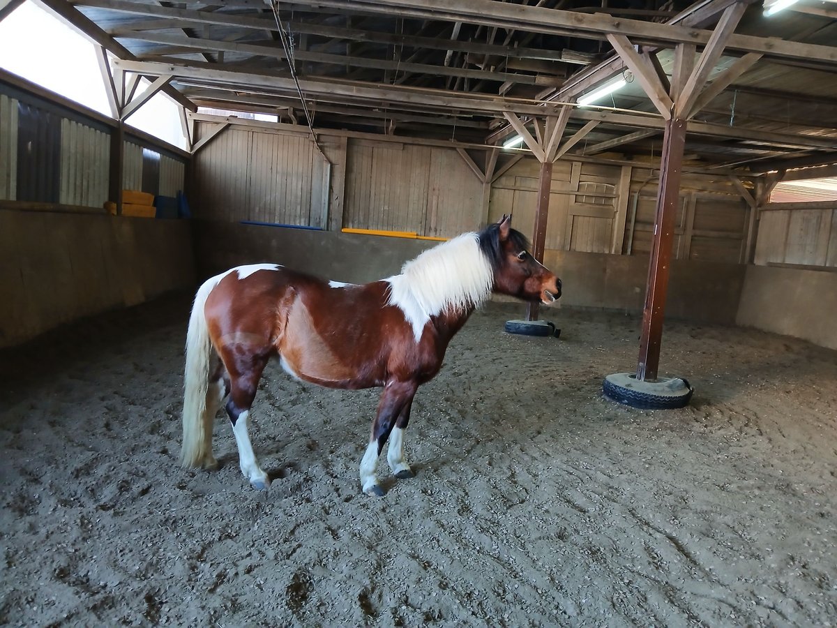 Welsh-B Mix Giumenta 17 Anni 130 cm Pezzato in Idstein