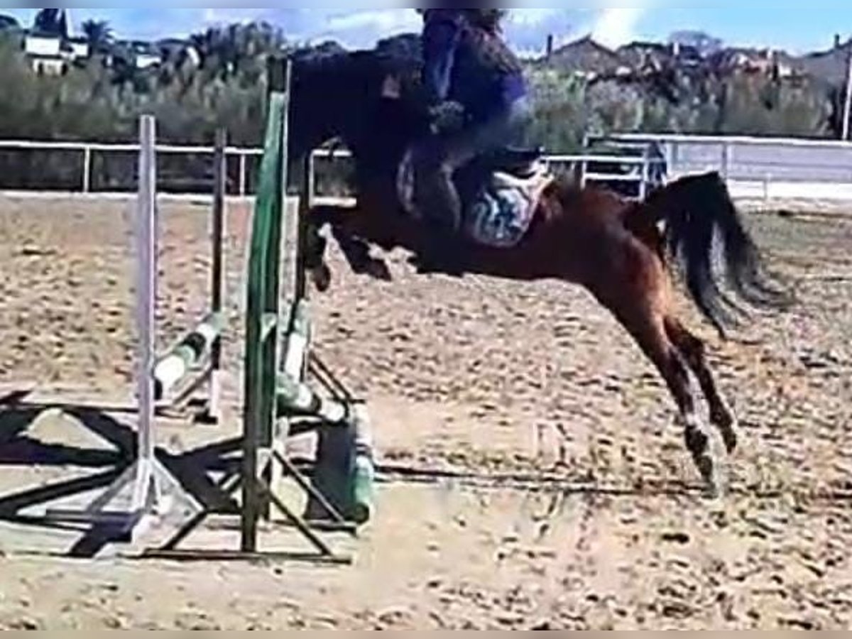 Welsh-B Giumenta 18 Anni 124 cm Baio chiaro in Villanueva De PeralesBrunete