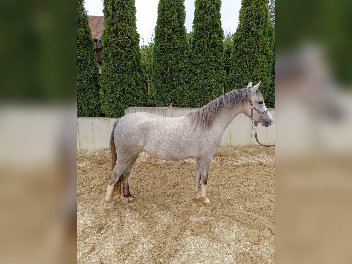 Welsh-B Giumenta 2 Anni 125 cm in Rottenburg an der Laaber