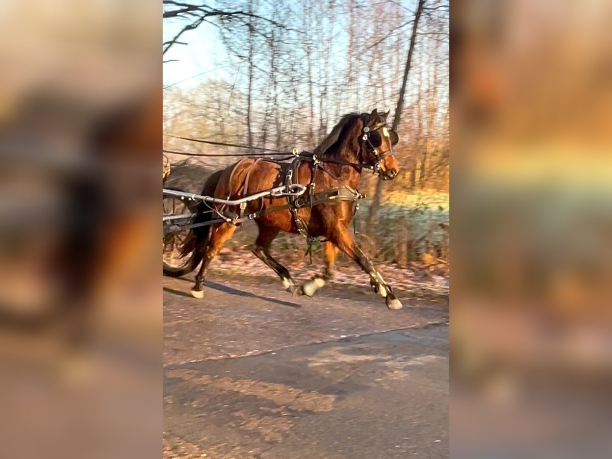 Welsh-B Mix Giumenta 3 Anni 135 cm Baio in Halle