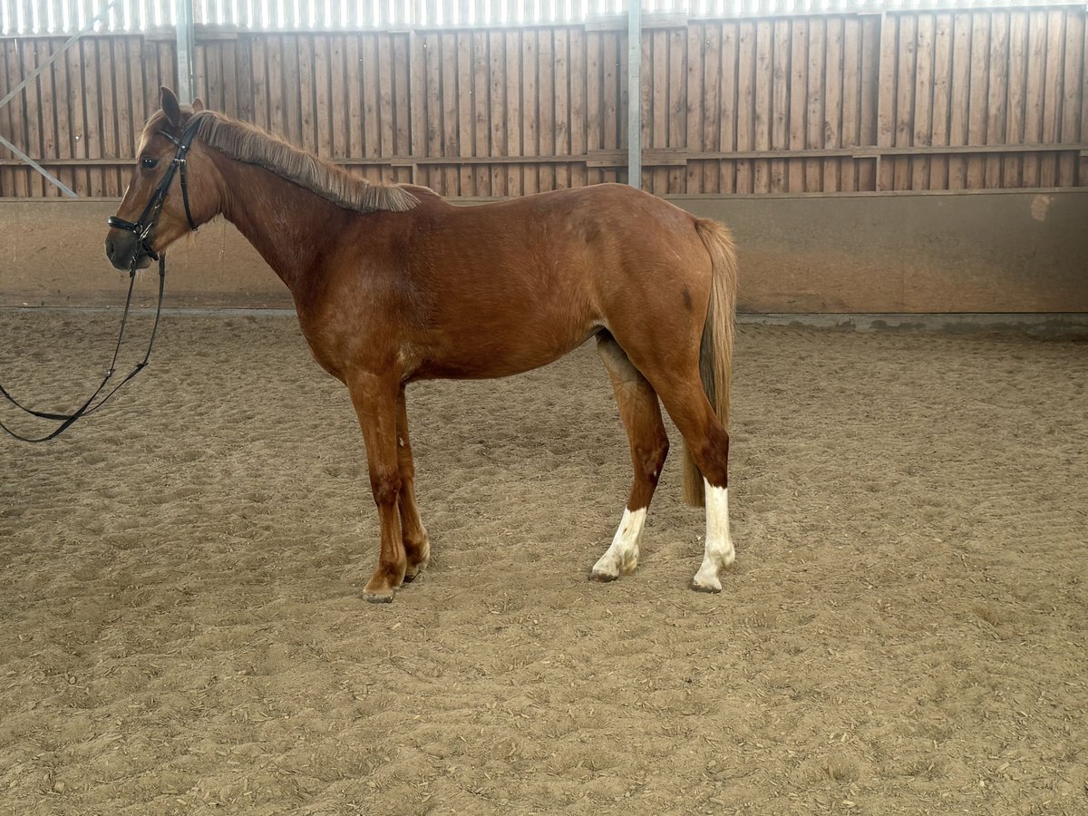 Welsh-B Mix Giumenta 3 Anni 143 cm Sauro in Wiesbaden