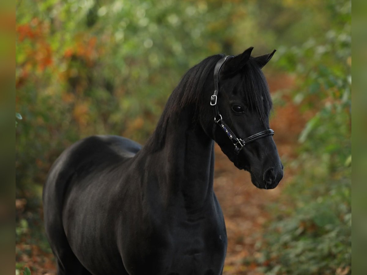 Welsh-B Giumenta 4 Anni 131 cm Morello in Aalten Welsh-B Giumenta 4 Anni 131 cm Morello in Aalten