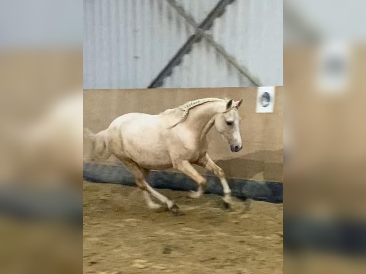 Welsh-B Giumenta 5 Anni 130 cm Palomino in Castrop-Rauxel