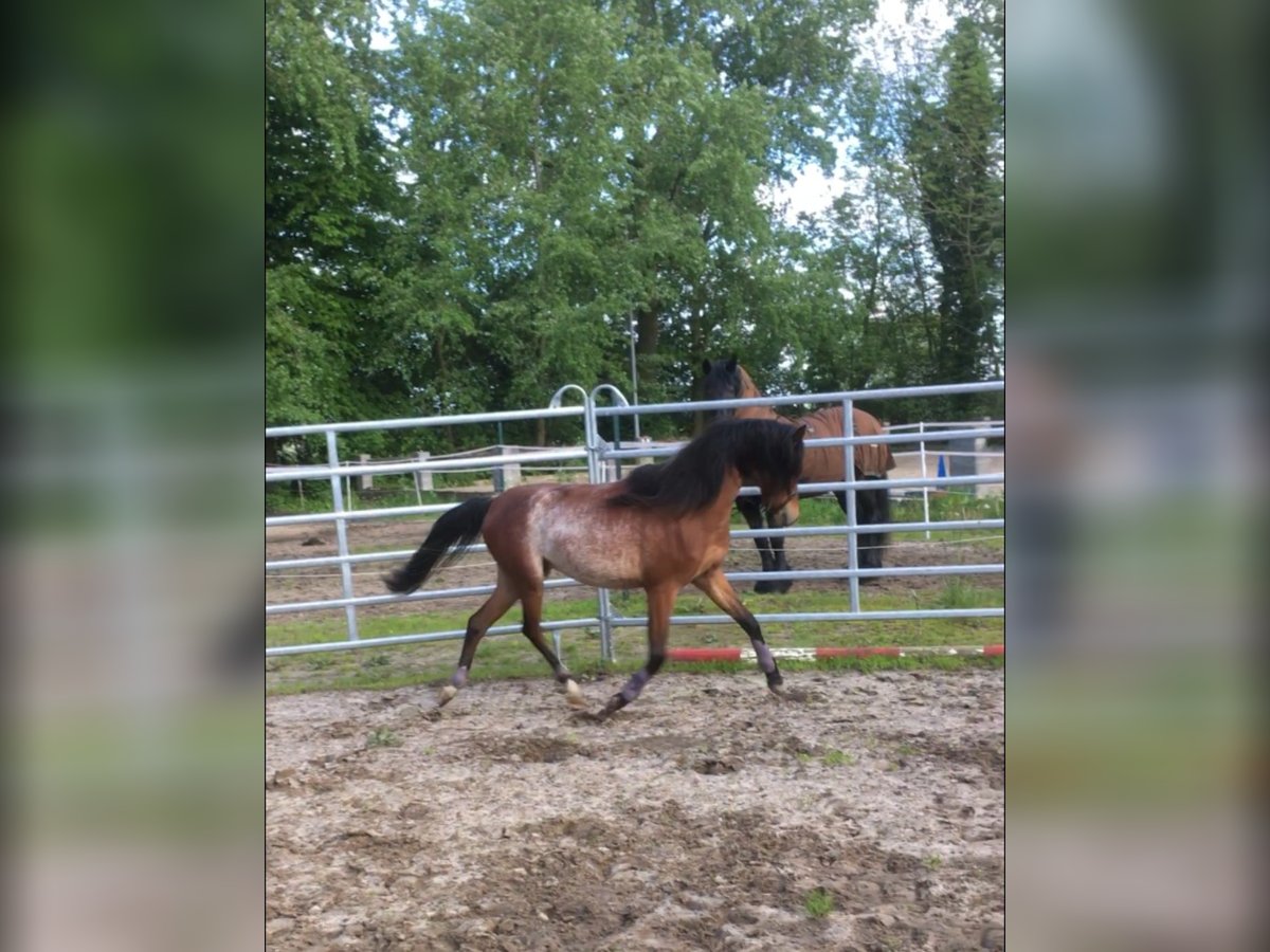 Welsh-B Giumenta 5 Anni 135 cm Sabino in Geestland