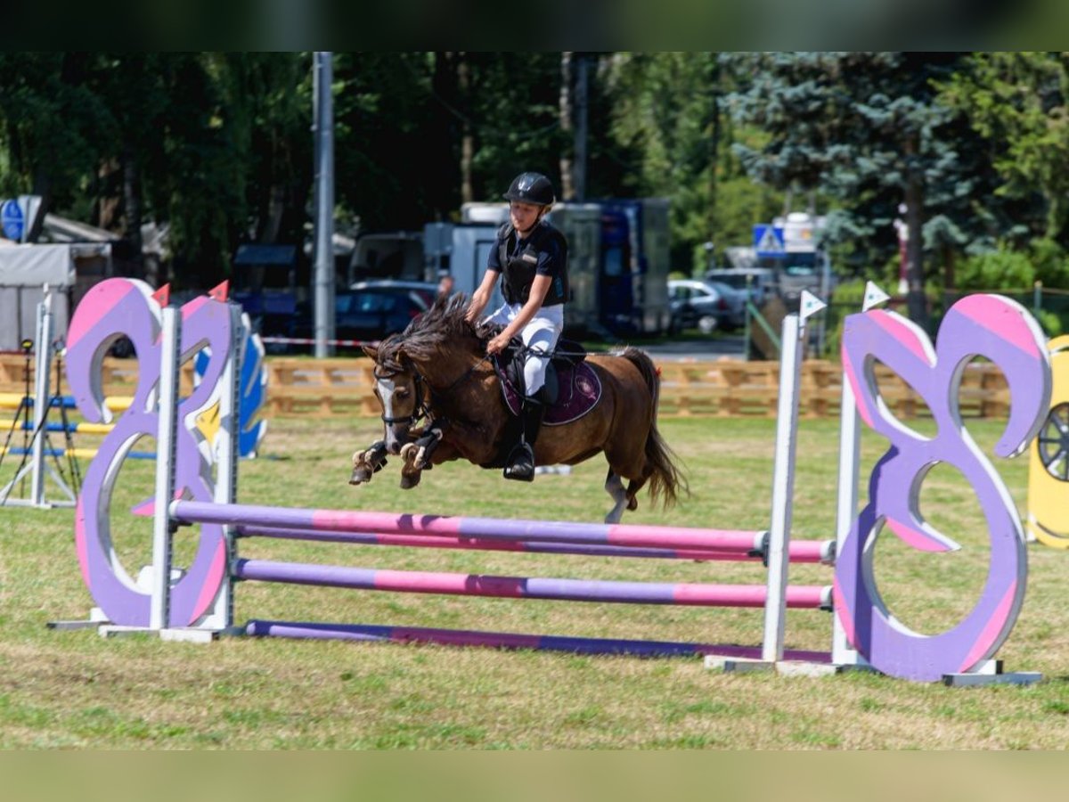 Welsh-B Giumenta 7 Anni 124 cm Palomino in Wągrowiec