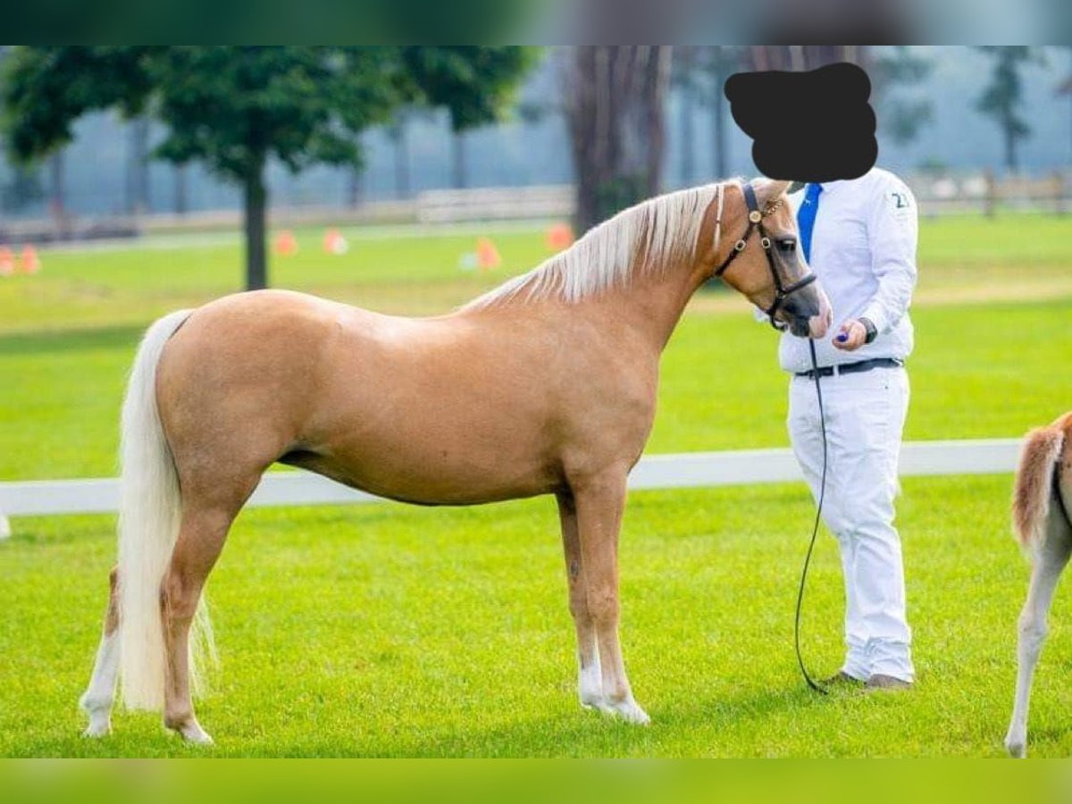 Welsh-B Giumenta 8 Anni 130 cm Palomino in Springe Welsh-B Giumenta 8 Anni 130 cm Palomino in Springe