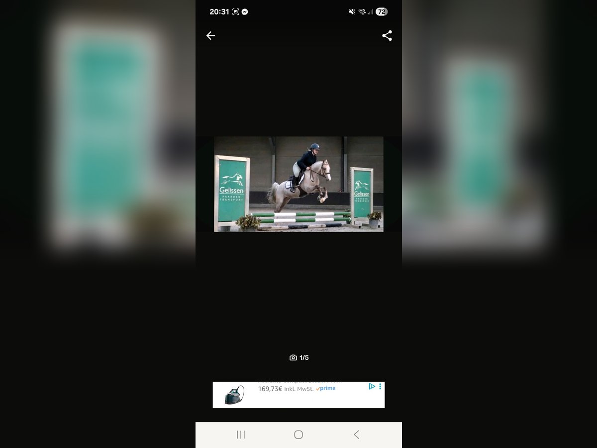 Welsh-B Giumenta 9 Anni 134 cm in Stolberg (Rheinland)