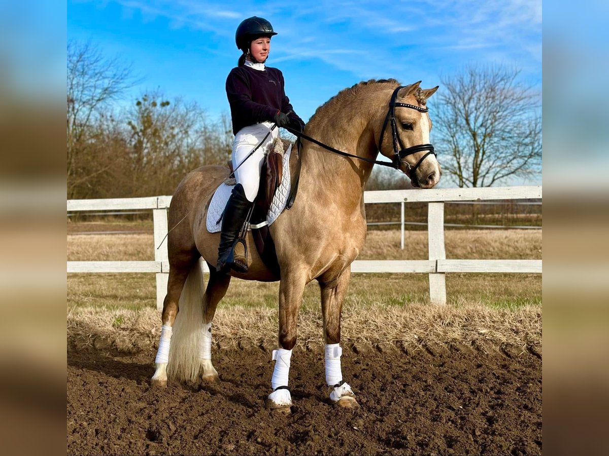 Welsh-B Hengst 11 Jaar 136 cm Palomino in Tata