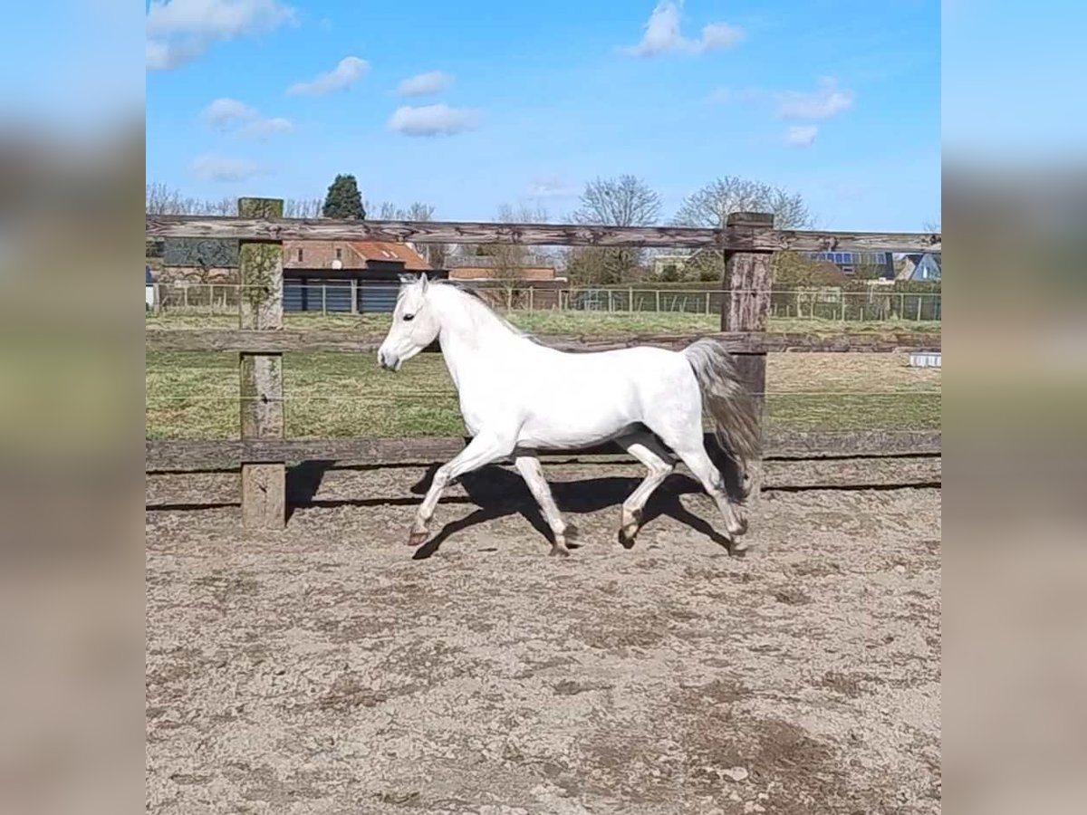 Welsh-B Hengst 11 Jahre 130 cm Schimmel in Puurs
