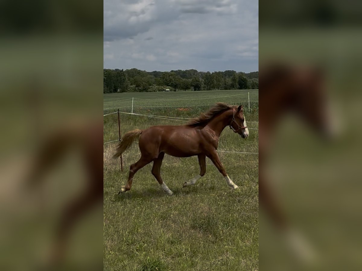 Welsh-B Mix Hengst 1 Jaar 140 cm Vos in Gangloffs&#xF6;mmern