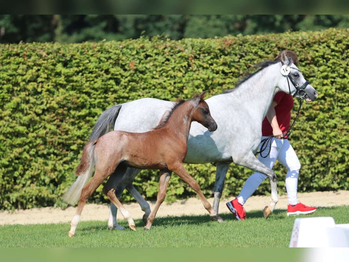 Welsh-B Hengst 1 Jaar Roan-Blue in Frankenberg (Eder)