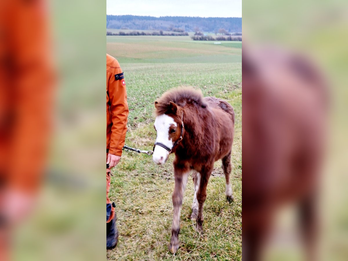 Welsh-B Hengst 1 Jahr 125 cm Dunkelfuchs in Obernzenn