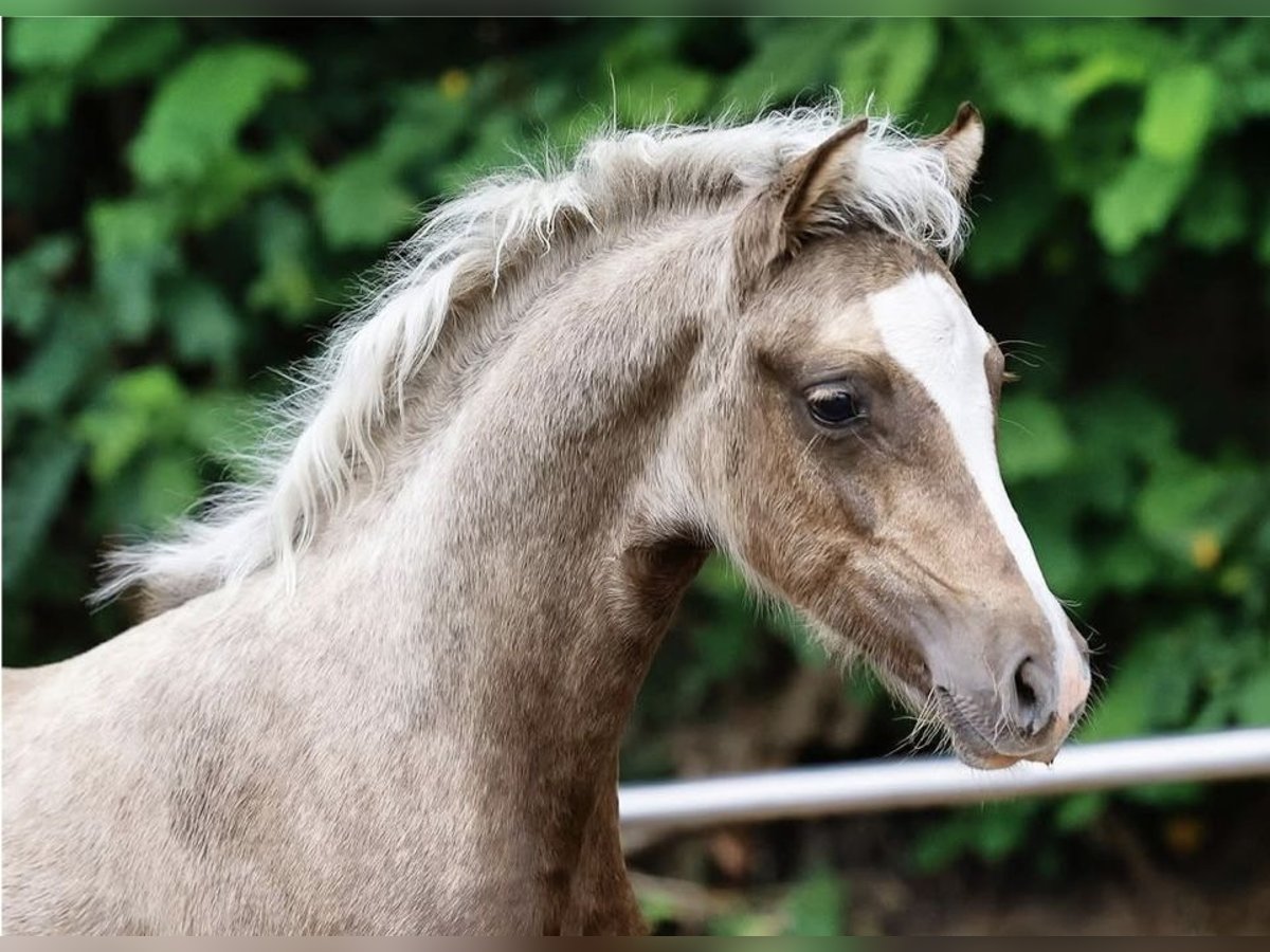 Welsh-B Hengst 1 Jahr 134 cm Palomino in Wangerland Hohenkirchen