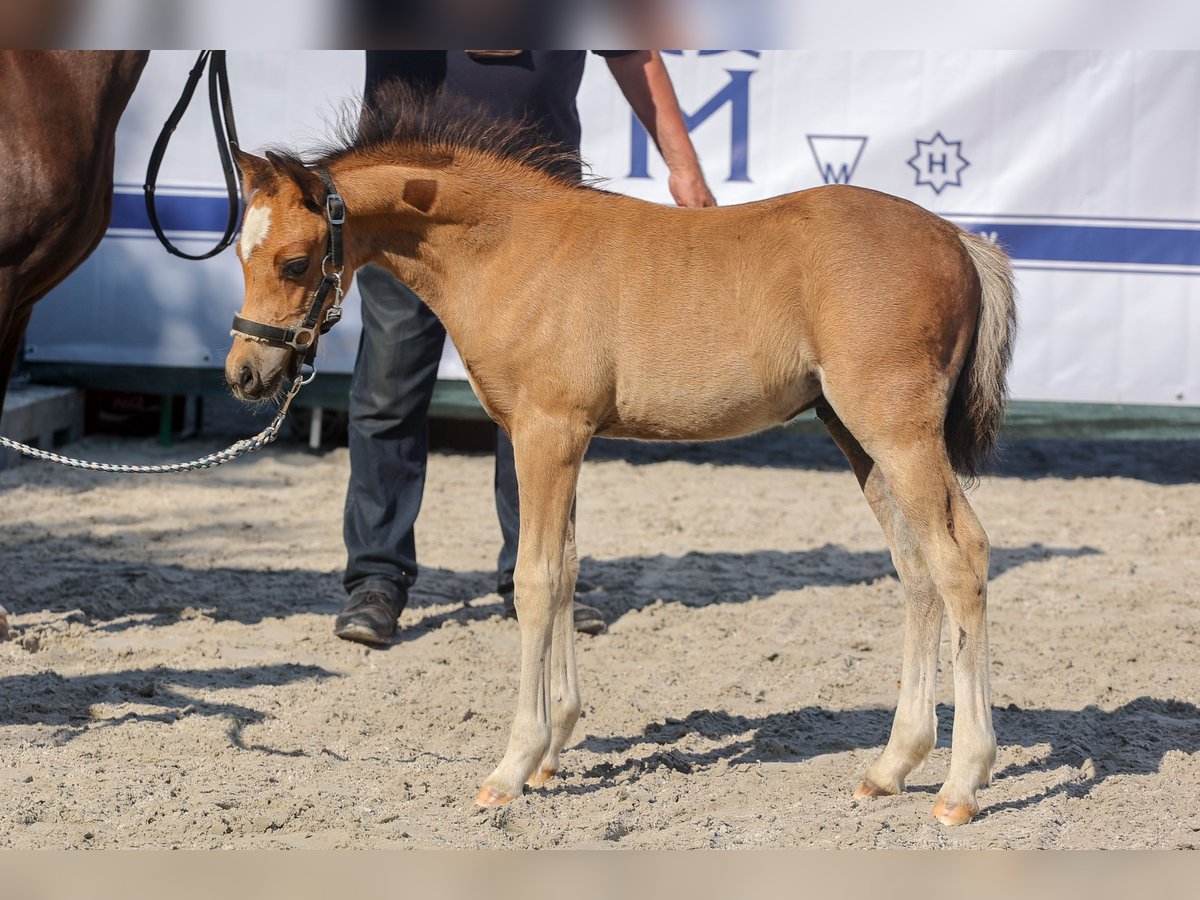 Welsh-B Hengst 1 Jahr Brauner in Hoppenrade