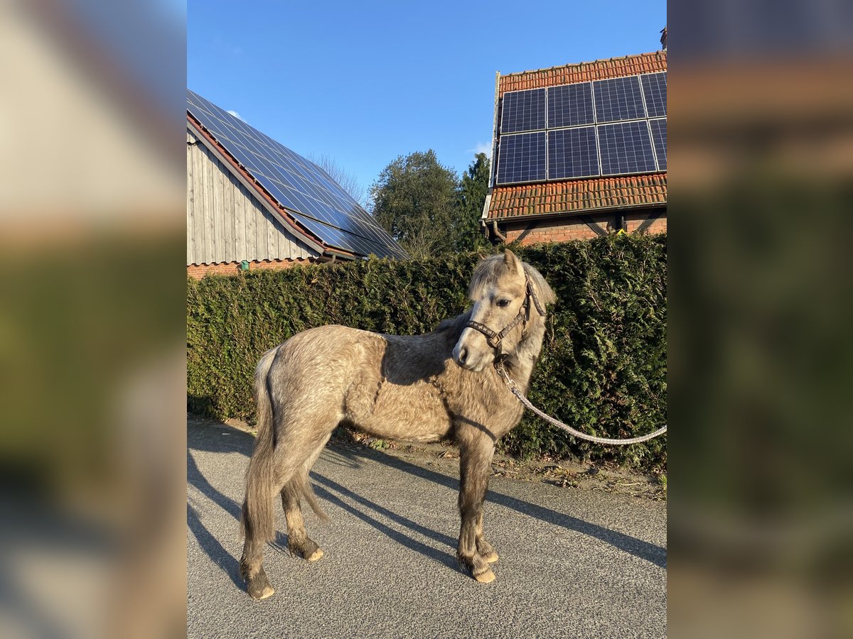 Welsh-B Hengst 2 Jaar 120 cm Palomino in Neuenhaus