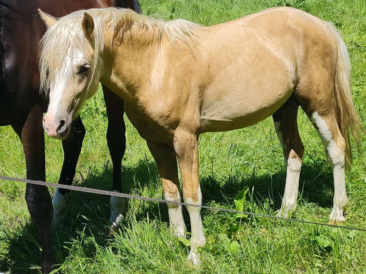 Welsh-B Hengst 2 Jahre 130 cm Palomino in Ostbevern