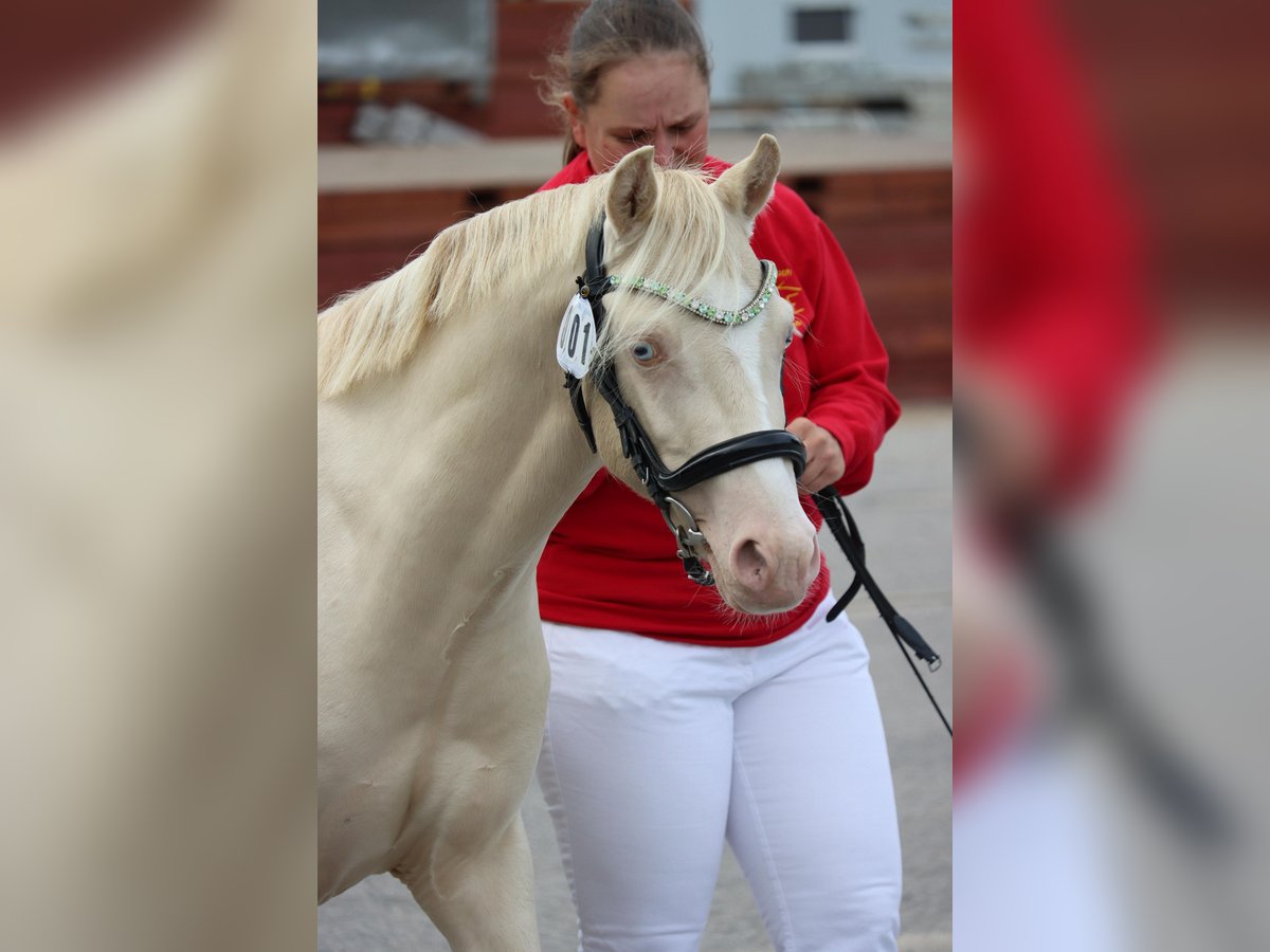 Welsh-B Hengst 2 Jahre 130 cm Perlino in Wilnsdorf