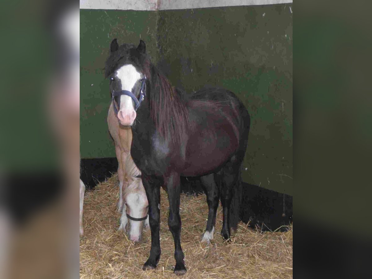 Welsh-B Hengst 2 Jahre Rappe in Herzberg