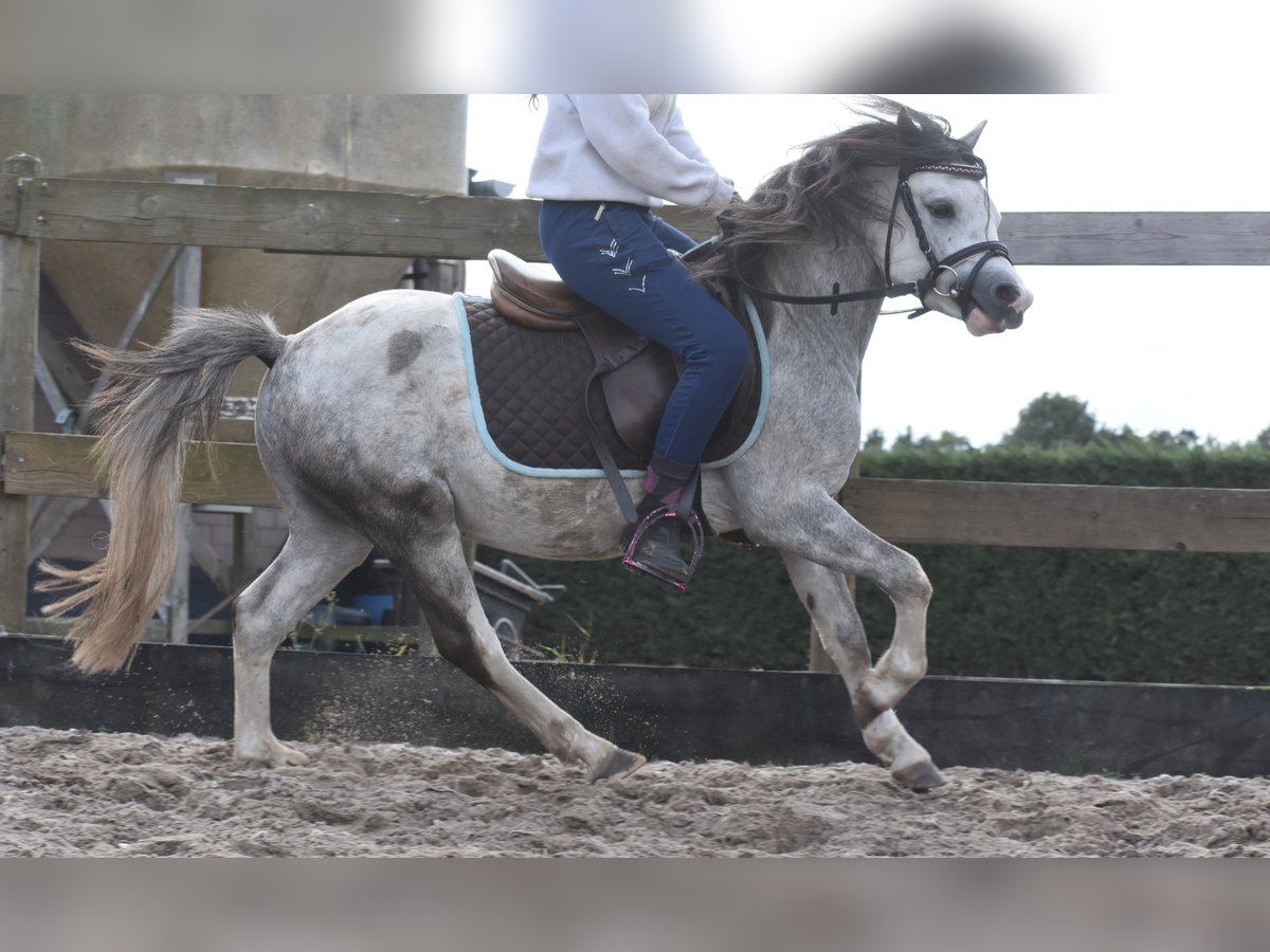Welsh-B Hengst 3 Jahre 120 cm Schimmel in Achtmaal