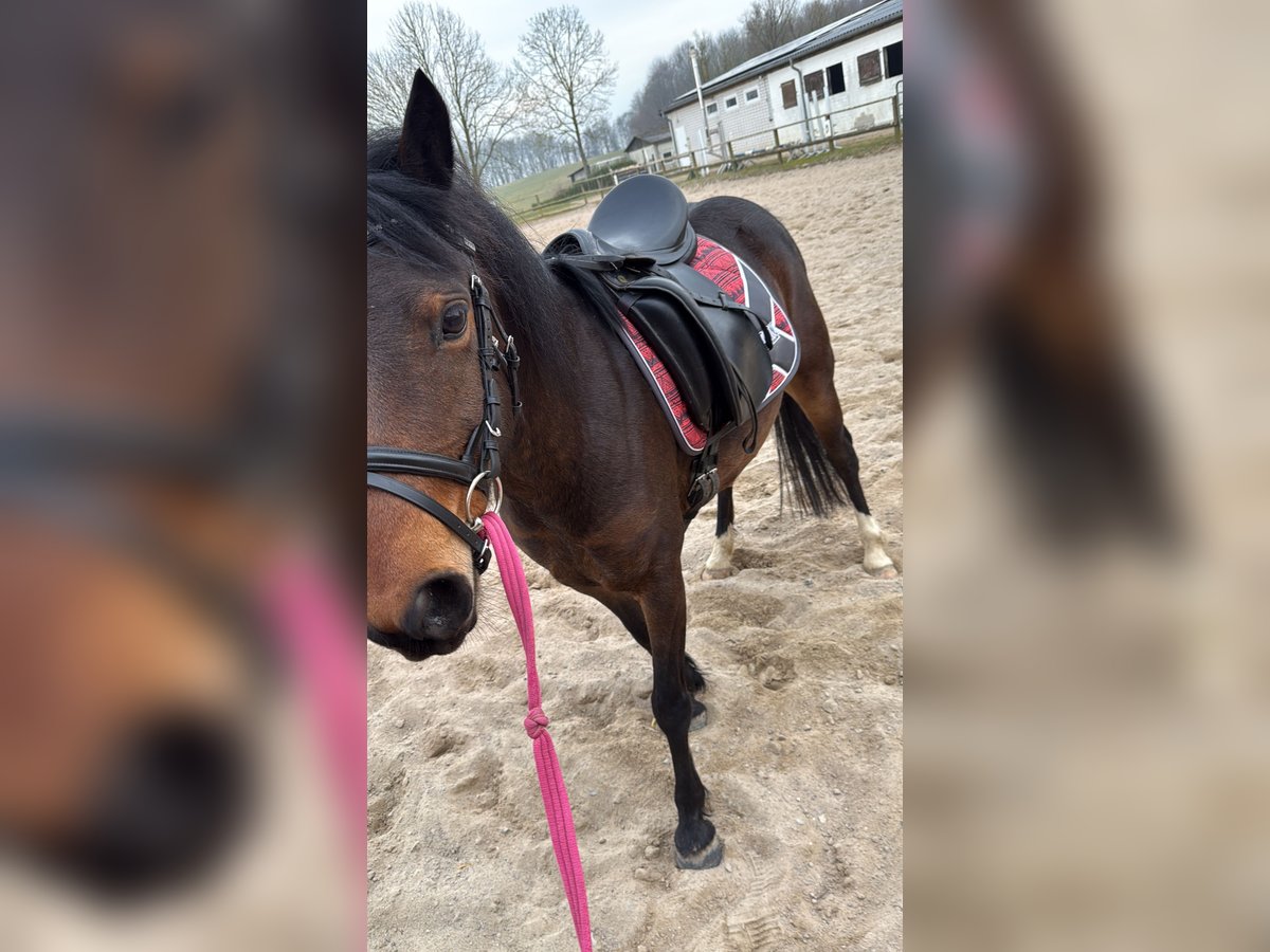 Welsh-B Hengst 6 Jahre 130 cm Brauner in Blekendorf