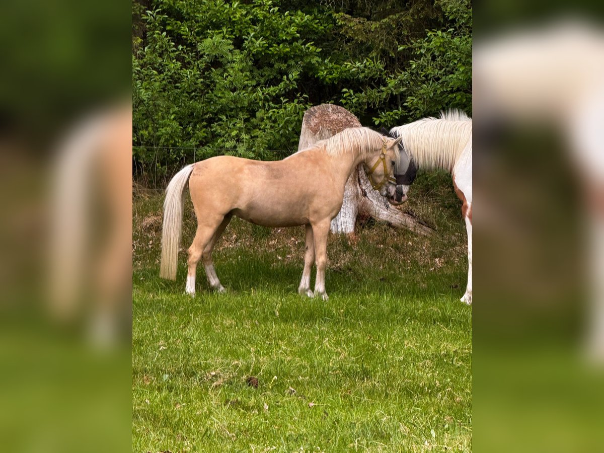 Welsh-B Hengst 6 Jahre 130 cm Palomino in Bordelum