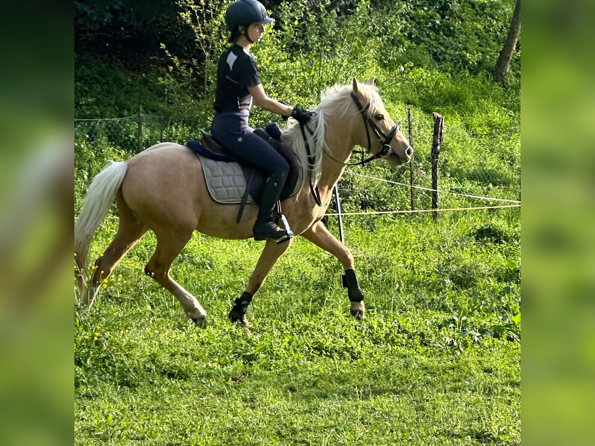 Welsh-B Hengst 6 Jahre 135 cm Palomino in Baraggia