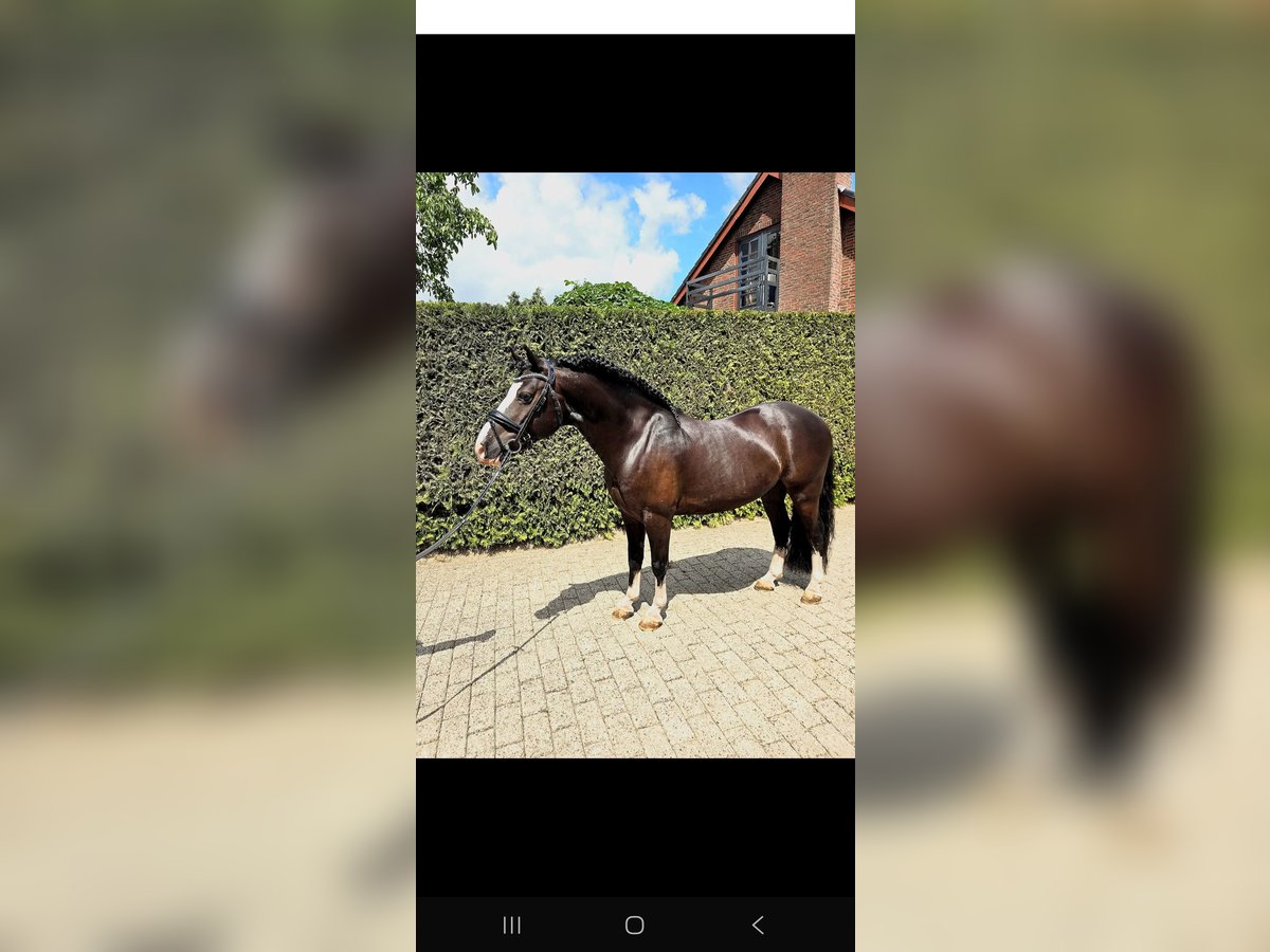 Welsh-B Hengst 9 Jahre 126 cm Rappe in Prinsenbeek