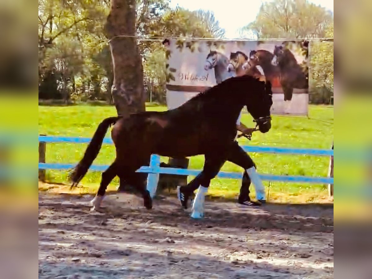 Welsh-B Hengst Brauner in Ihlow Ihlowerfehn