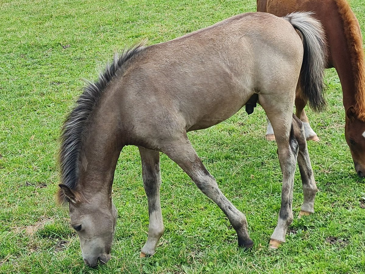 Welsh-B Hengst Fohlen (04/2025) 135 cm Buckskin in Emstek/Halen