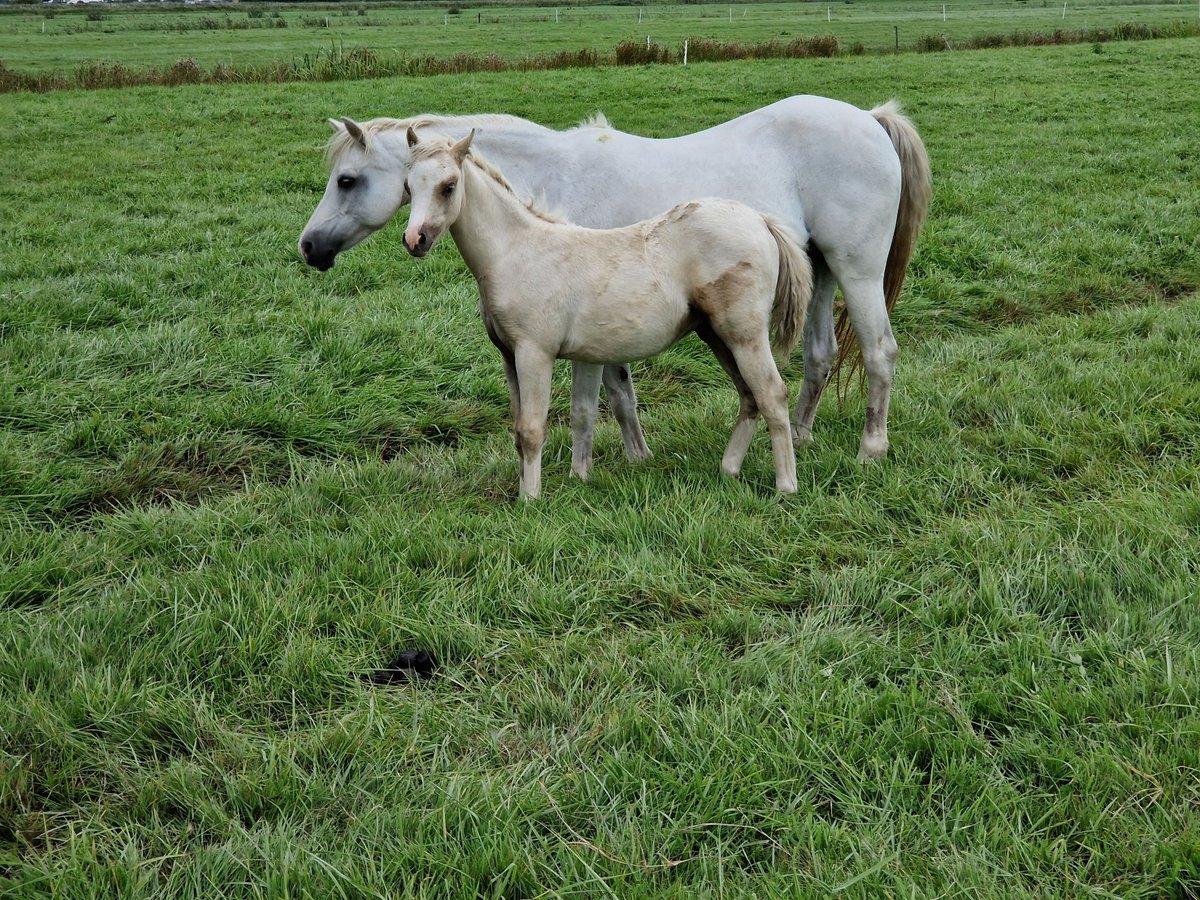 Welsh-B Hengst Veulen (05/2025) 130 cm Palomino in Oldebroek