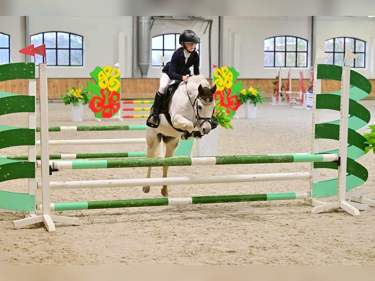 Welsh B Hongre 11 Ans 126 cm Gris in Olsztyn