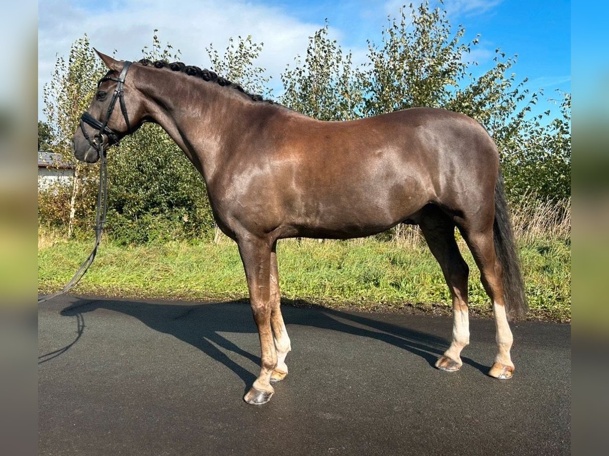 Welsh B Hongre 13 Ans 155 cm Alezan brûlé in Friesoythe