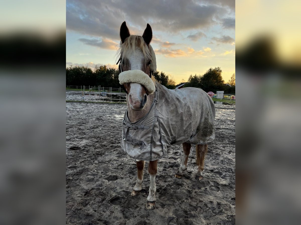 Welsh B Hongre 19 Ans 135 cm Aubère in Twist