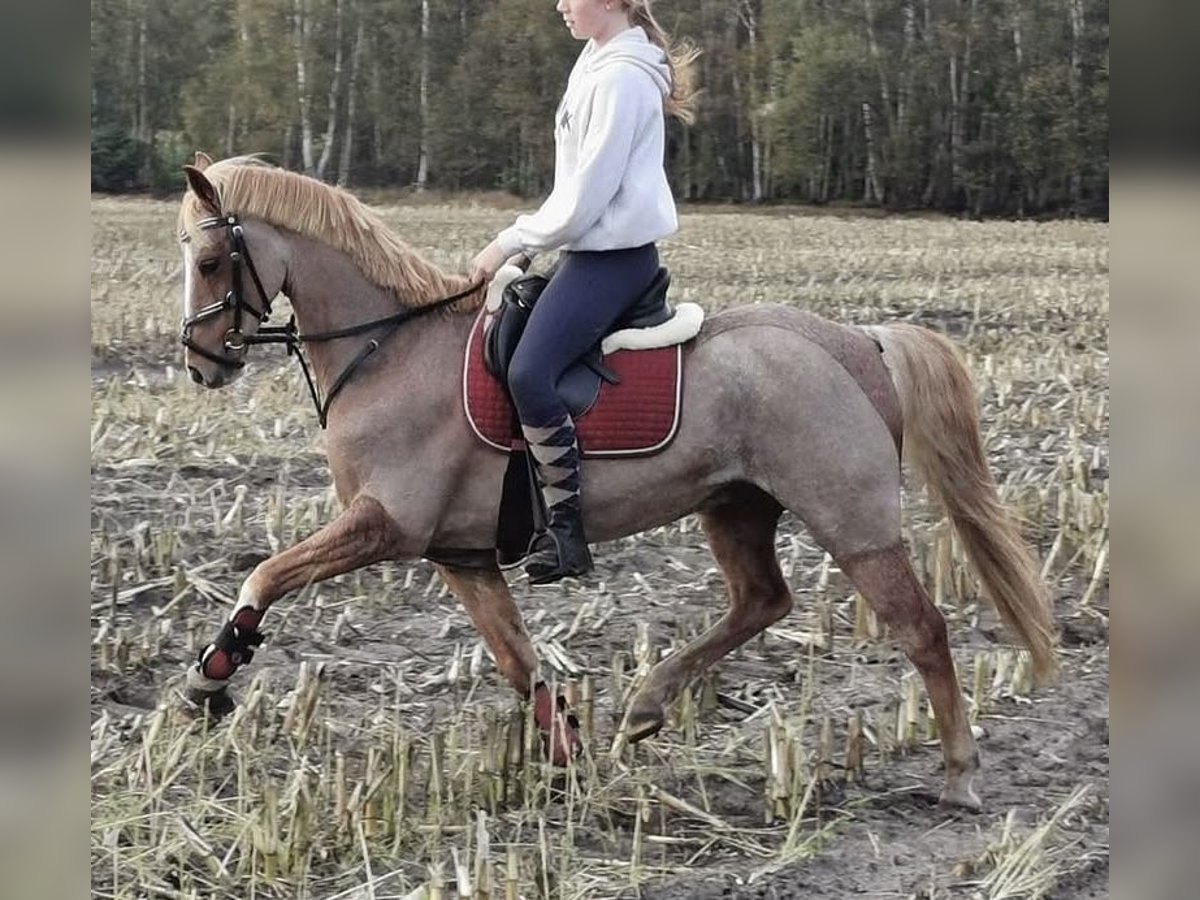 Welsh B Hongre 19 Ans 136 cm Aubère in Twist