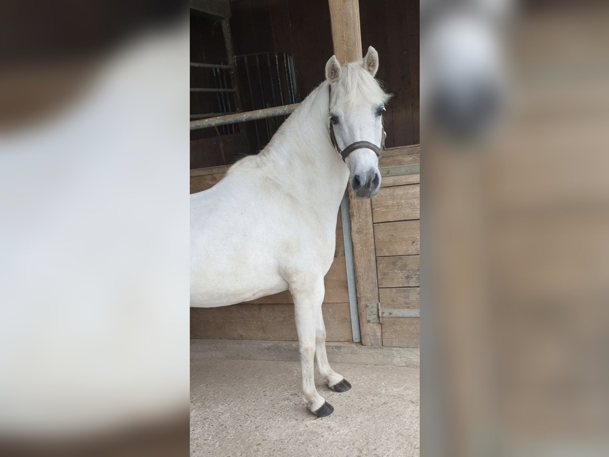 Welsh B Croisé Hongre 21 Ans 117 cm Gris in Lindlar