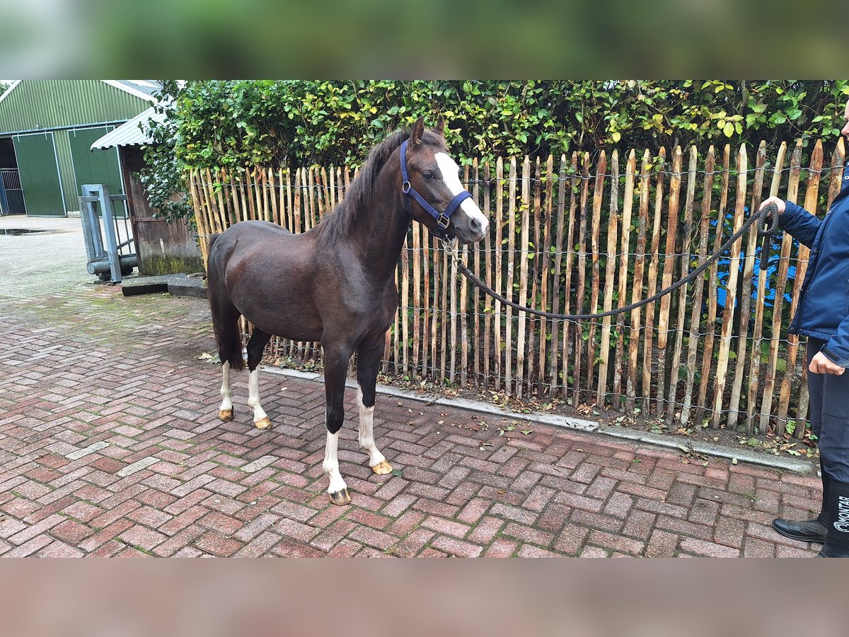 Welsh B Hongre 2 Ans 124 cm Alezan brûlé in Daarlerveen