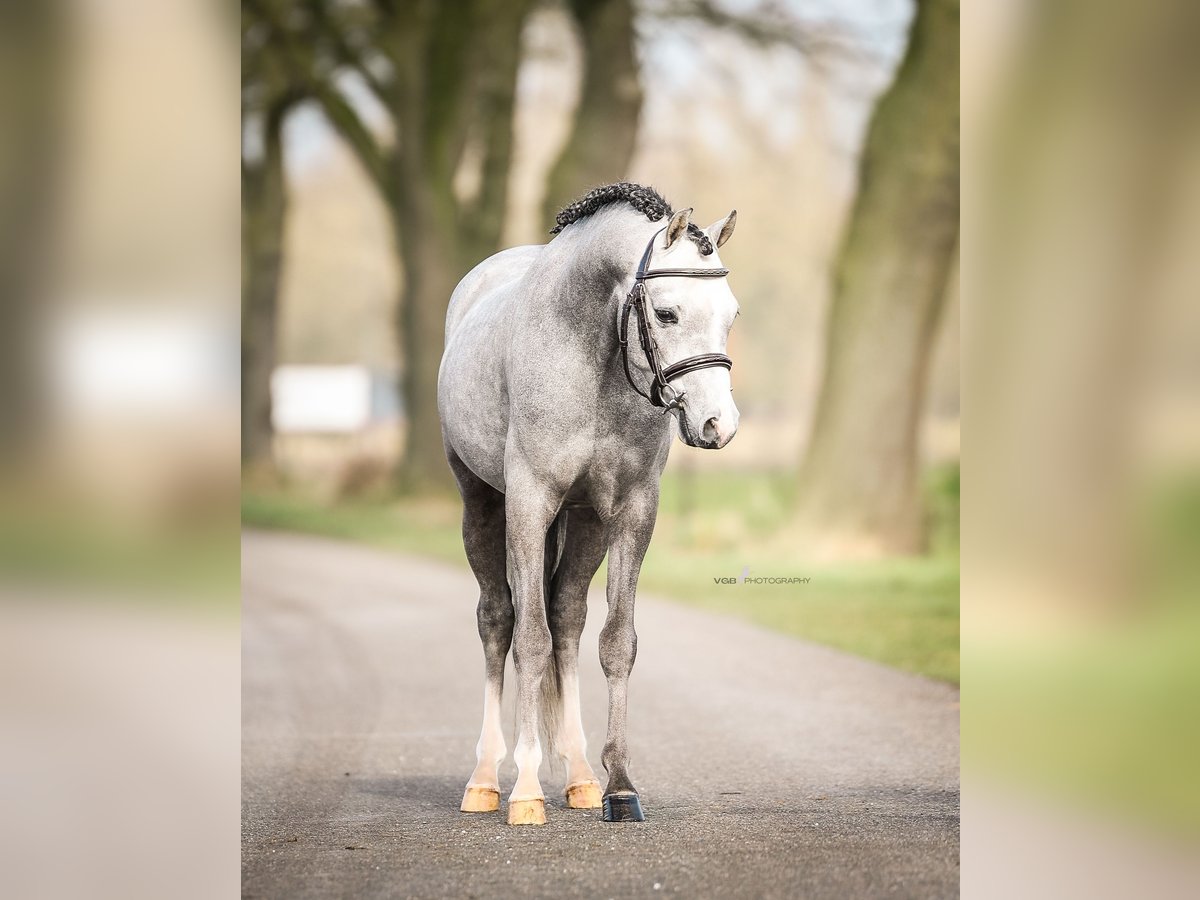 Welsh B Hongre 3 Ans 124 cm Gris in De Mortel