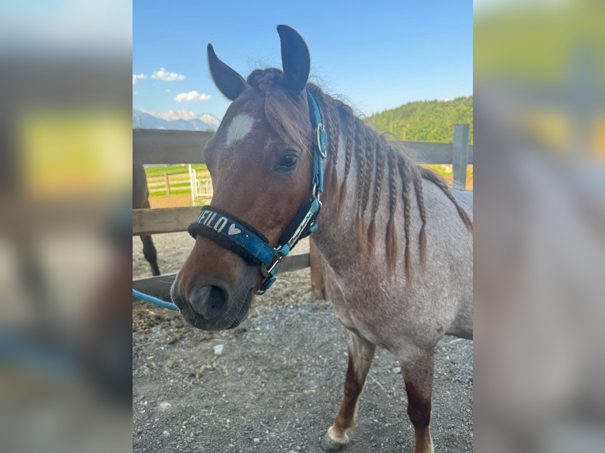 Welsh B Croisé Hongre 4 Ans 125 cm Rouan Rouge in Innsbruck