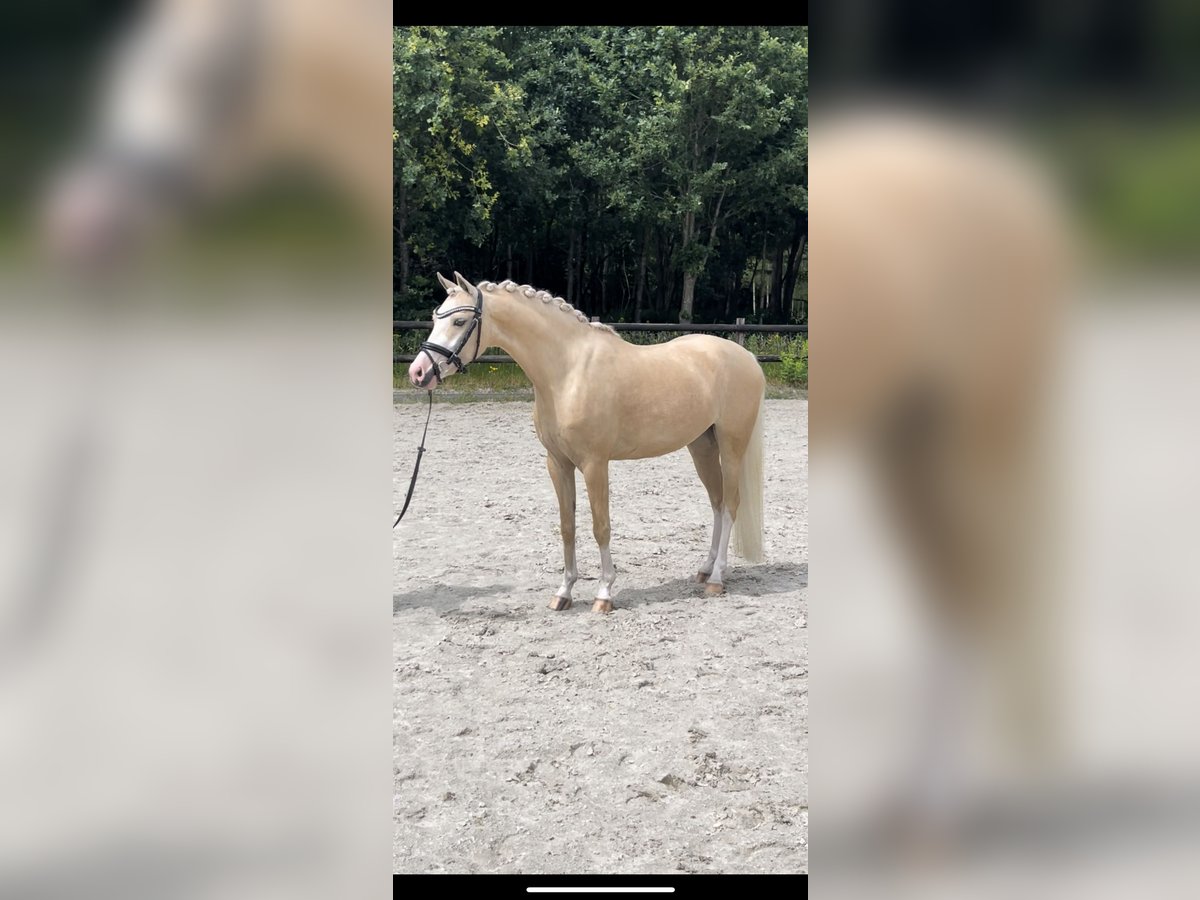 Welsh B Hongre 4 Ans 135 cm Palomino in Grolloo