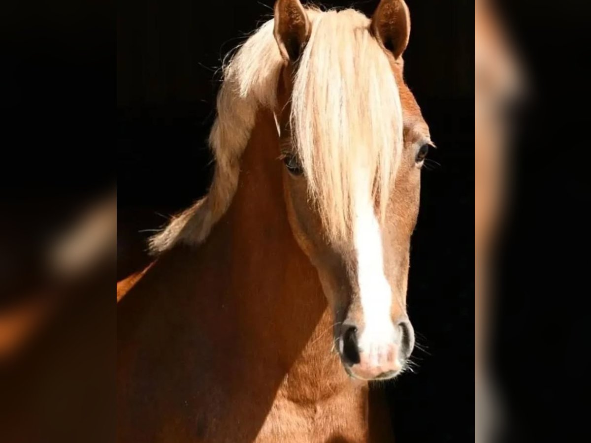 Welsh B Hongre 5 Ans 134 cm Alezan in Pelt