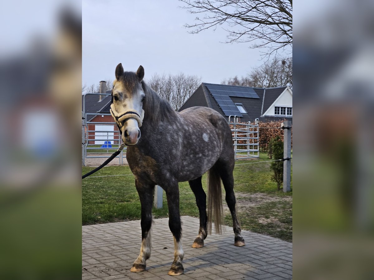 Welsh B Hongre 5 Ans 139 cm Gris in S&#xFC;derl&#xFC;gum