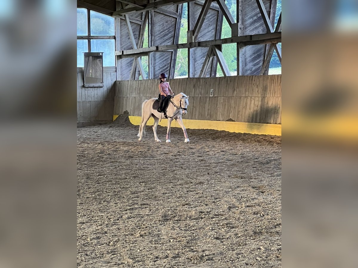 Welsh B Hongre 6 Ans 135 cm Cremello in Anger