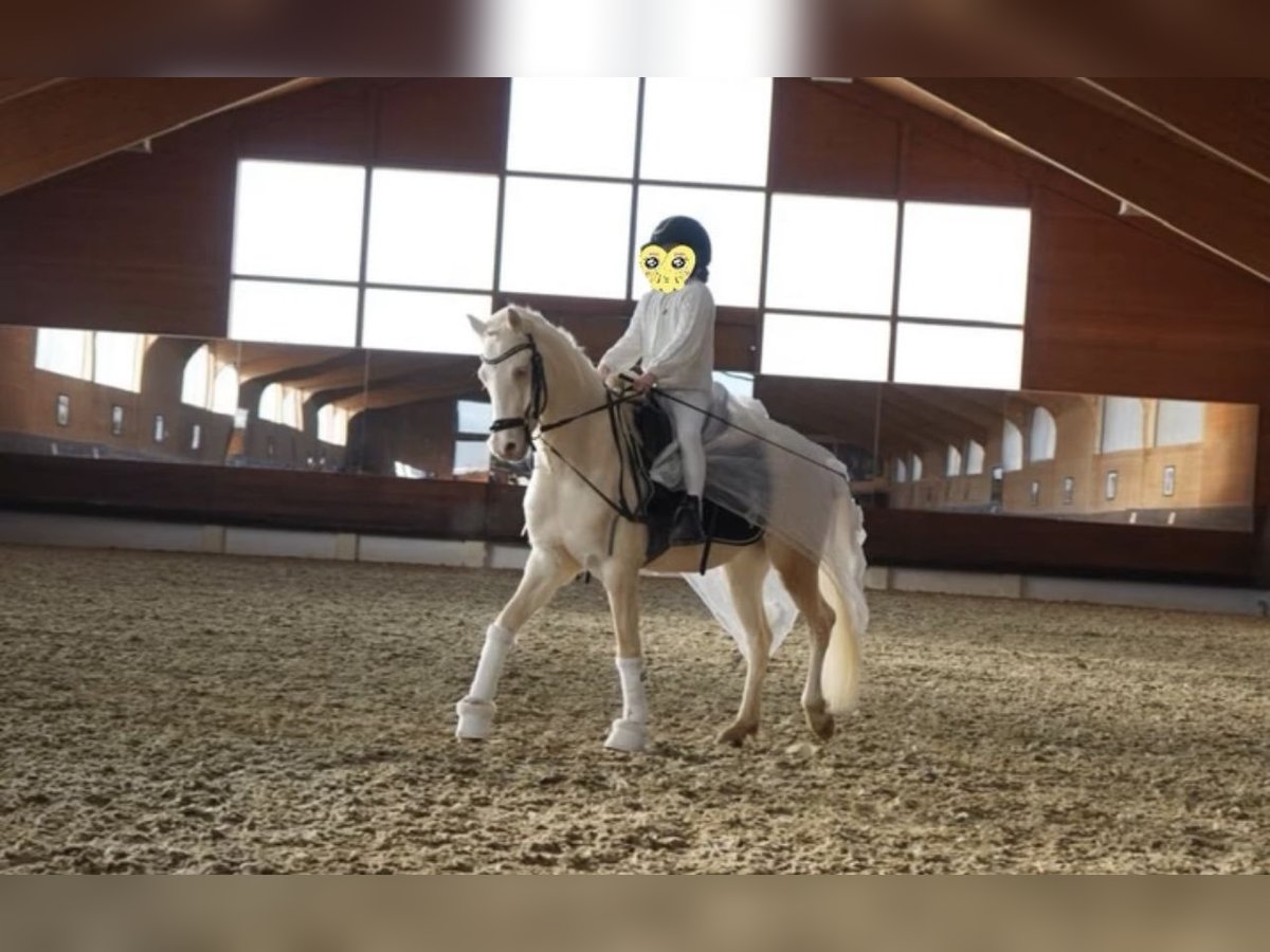 Welsh B Hongre 6 Ans 135 cm Cremello in Anger