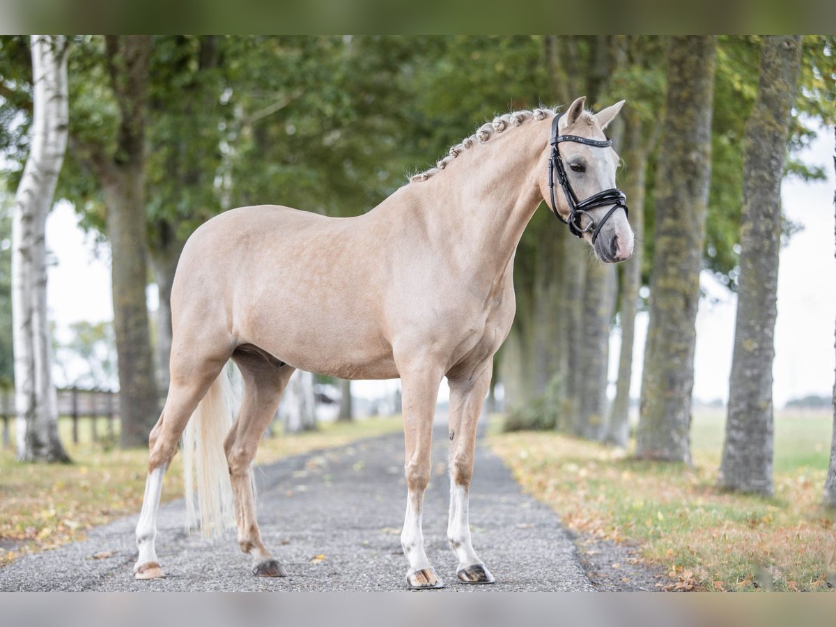 Welsh B Hongre 6 Ans 137 cm Palomino in Coevorden